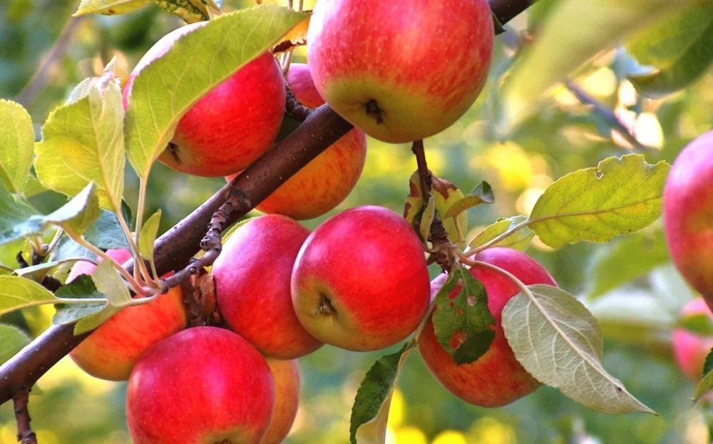 Как обрезать саженцы яблони? - Agrobiz.net
