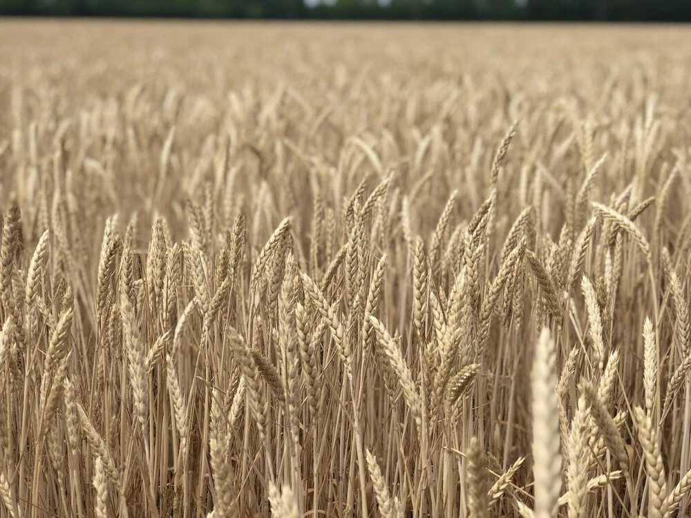 Сорт пшеницы Безостая 1