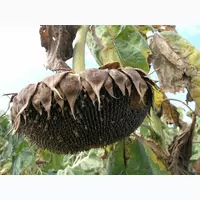 Семена подсолнечник сорт кондитерский Лакомка